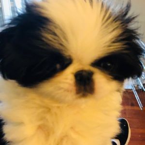 Meet your Posher, Daniele